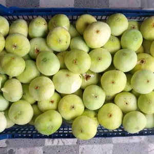 Mersindeki Incir Hasadi Ureticiyi Sevindirdi