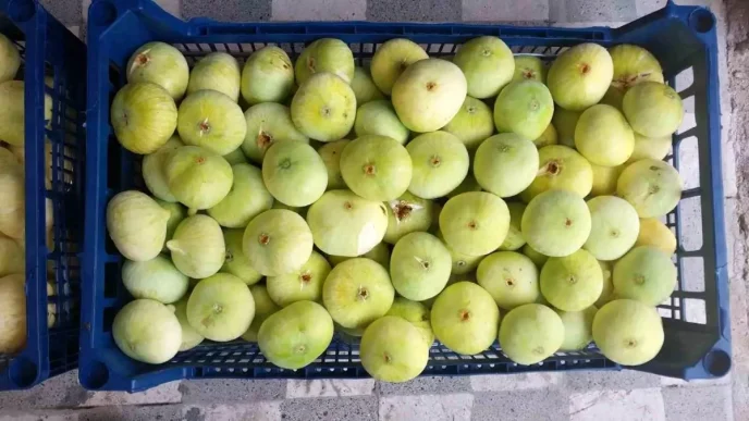 Mersindeki Incir Hasadi Ureticiyi Sevindirdi