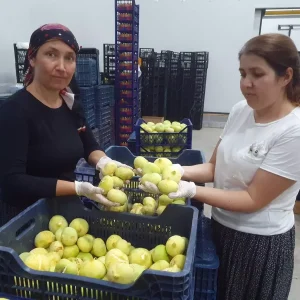Mersinin Mut Ilcesinde Mut Beyazi Inciri Hasadi Basladi