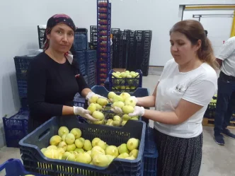 Mersinin Mut Ilcesinde Mut Beyazi Inciri Hasadi Basladi