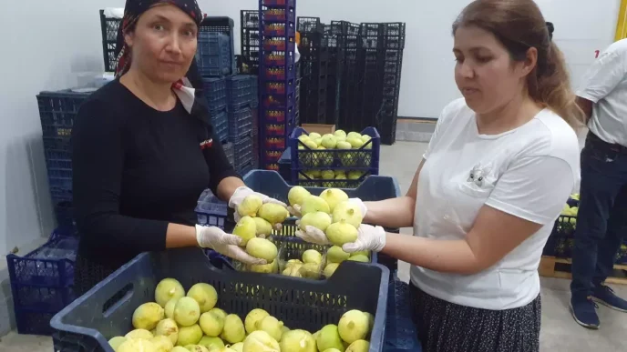 Mersinin Mut Ilcesinde Mut Beyazi Inciri Hasadi Basladi