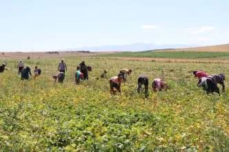 Nigde Fasulyesinde Rekolte Beklentisi 52 Bin Ton
