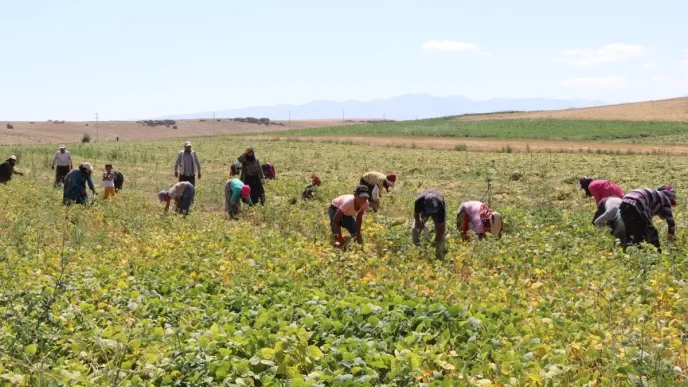 Nigde Fasulyesinde Rekolte Beklentisi 52 Bin Ton