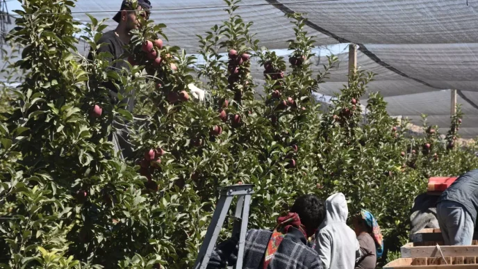 Nigdede Elma Rekoltesinde Buyuk Dusus