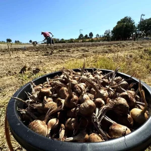 Safranboluda Dunyanin En Pahali Baharati Safranin Ekimine Baslandi