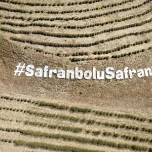 Safranboluda Safran Ekimi Basladi Haberler