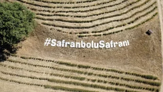 Safranboluda Safran Ekimi Basladi Haberler