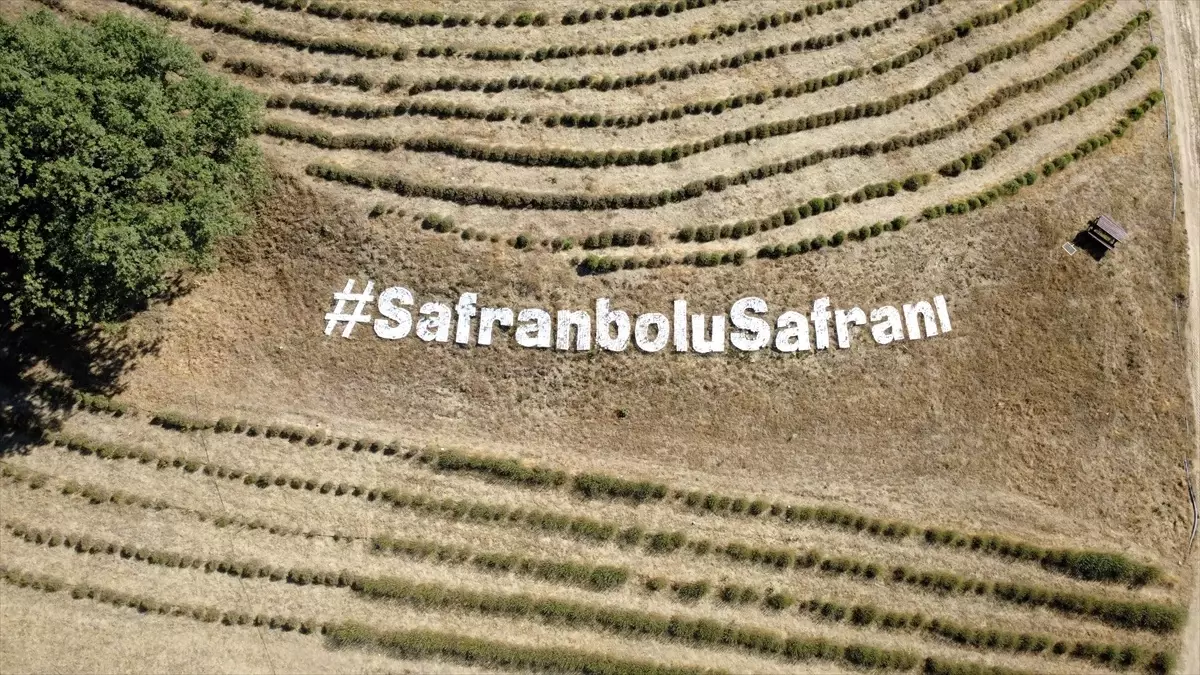 Safranboluda Safran Ekimi Basladi Haberler