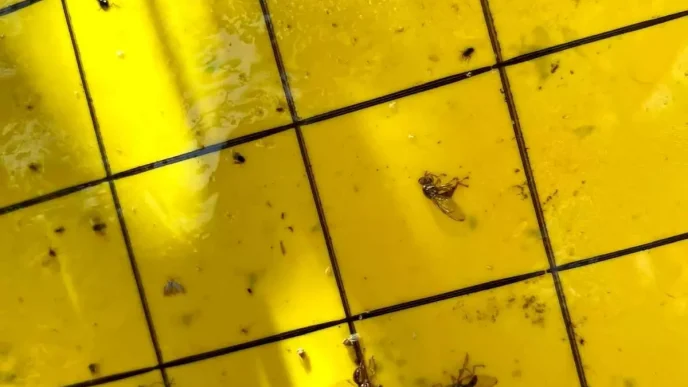 Salihlide Ureticilere Zeytin Sinegi Uyarisi