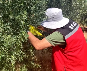 Salihlide Zeytin Sinegi Uyarisi Ureticiler Ilaclama Yapmali