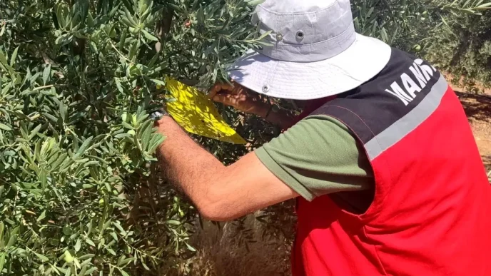 Salihlide Zeytin Sinegi Uyarisi Ureticiler Ilaclama Yapmali