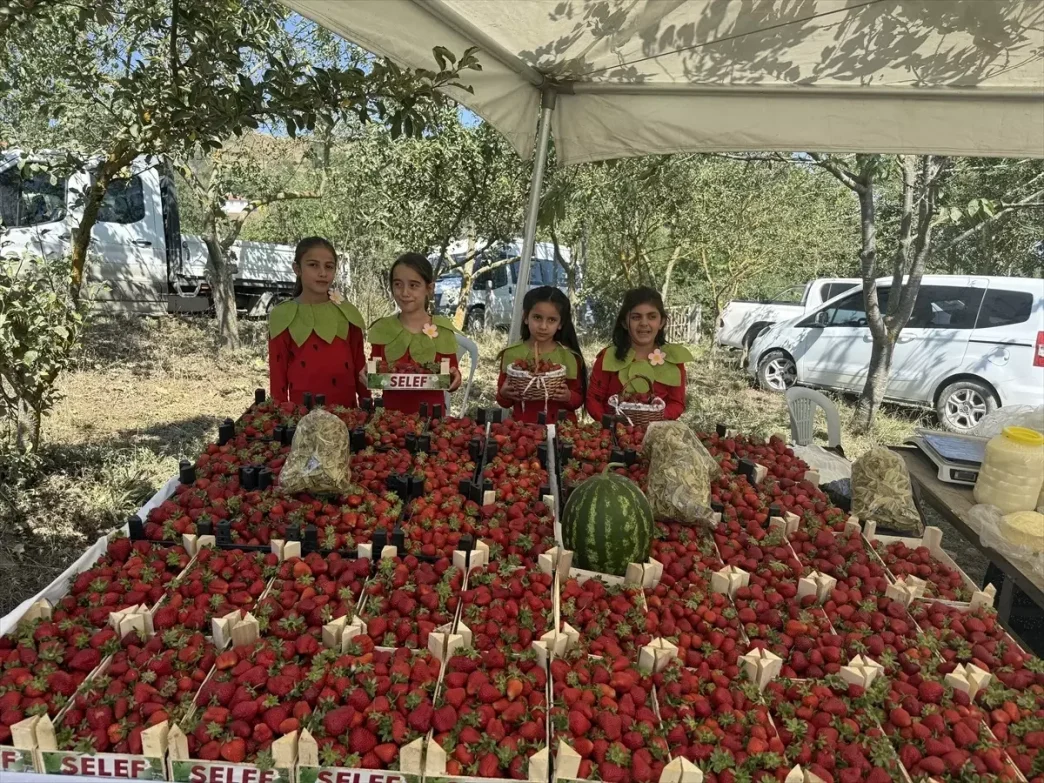 Samsun Alacamda Cilek Festivali Duzenlendi
