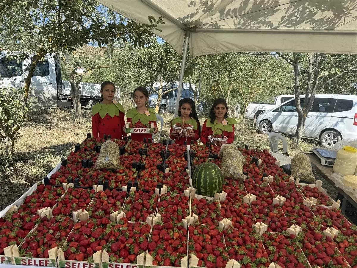 Samsun Alacamda Cilek Festivali Duzenlendi