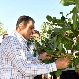 Sanliurfada Boz Fistik Hasadi Basladi