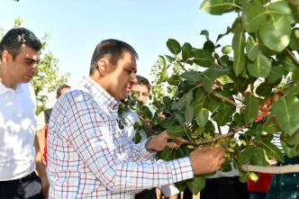 Sanliurfada Boz Fistik Hasadi Basladi
