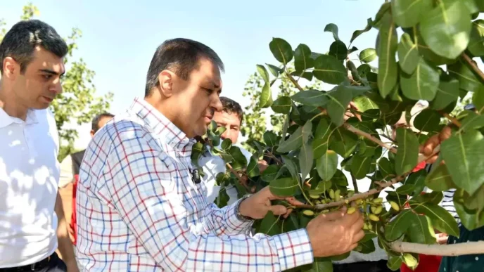 Sanliurfada Boz Fistik Hasadi Basladi