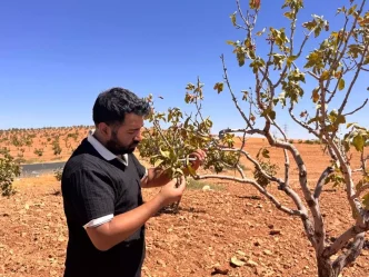 Sanliurfadaki Iklim Degisikligi Fistik Agaclarini Tehdit Ediyor