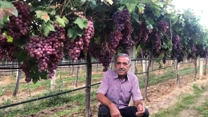 Sarigol Ziraat Odasindan TARISe Kuru Uzum Fiyat Elestirisi