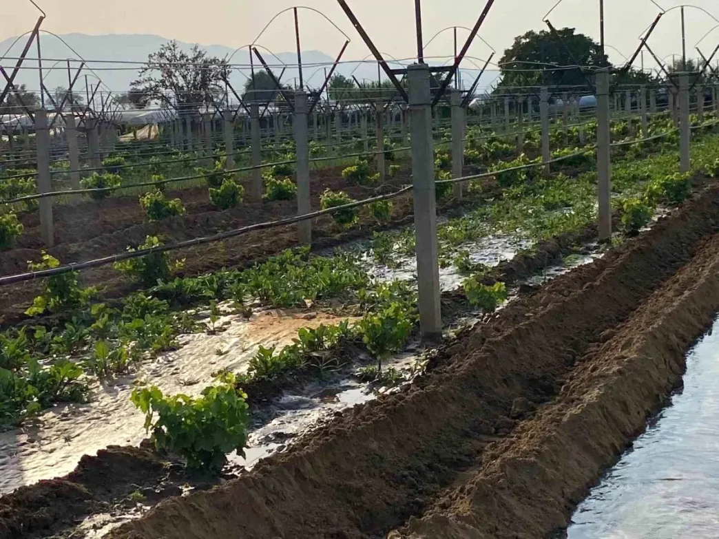 Sarigolde Ciftciler Kislik Sebze Fidanlarini Toprakla Bulusturuyor