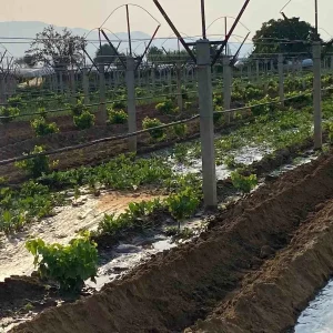 Sarigolde Ciftciler Kislik Sebze Fidanlarini Toprakla Bulusturuyor