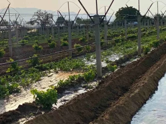Sarigolde Ciftciler Kislik Sebze Fidanlarini Toprakla Bulusturuyor