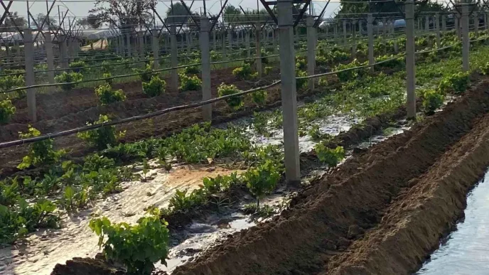 Sarigolde Ciftciler Kislik Sebze Fidanlarini Toprakla Bulusturuyor