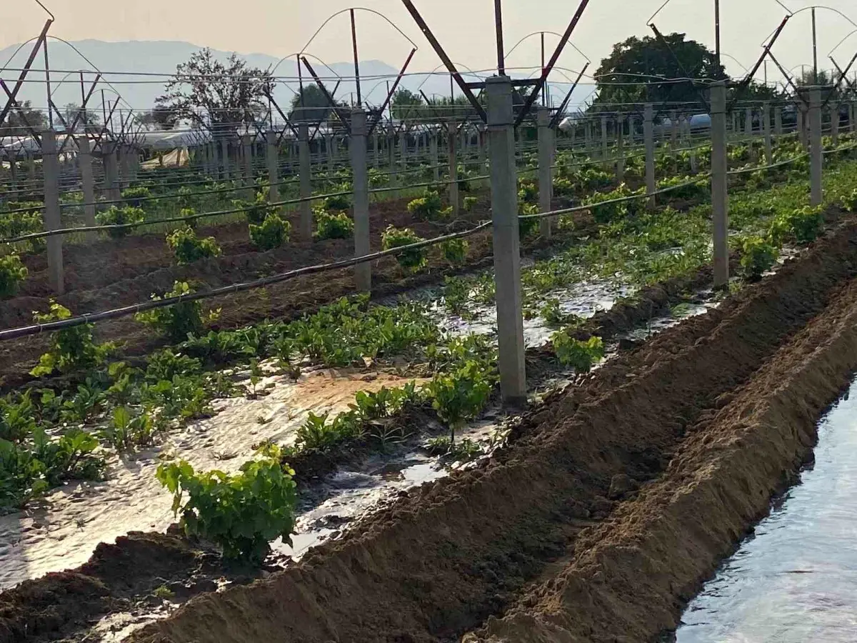 Sarigolde Ciftciler Kislik Sebze Fidanlarini Toprakla Bulusturuyor