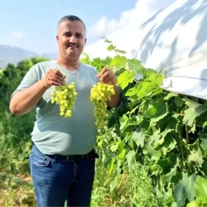 Sarigolde Sultaniye Uzum Hasadi Basladi