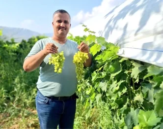 Sarigolde Sultaniye Uzum Hasadi Basladi
