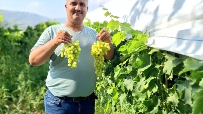 Sarigolde Sultaniye Uzum Hasadi Basladi