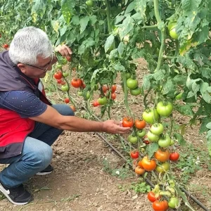 Simav Eynal Domatesinin Uretim Seralari Denetlendi