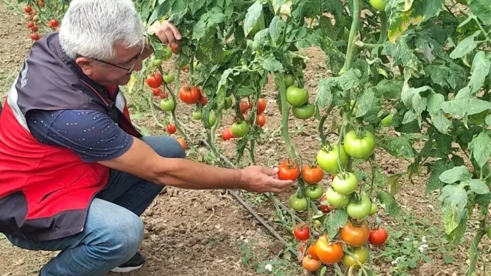 Simav Eynal Domatesinin Uretim Seralari Denetlendi