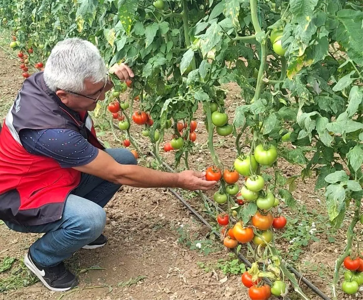 Simav Eynal Domatesinin Uretim Seralari Denetlendi