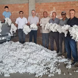 Sokede Sezonun Ilk Pamuk Hasadi Gerceklesti
