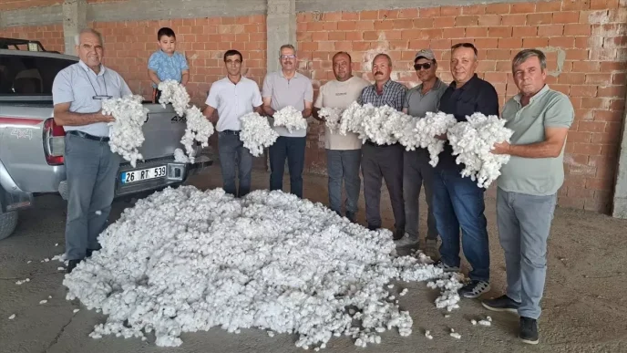 Sokede Sezonun Ilk Pamuk Hasadi Gerceklesti