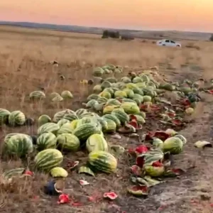 Tekirdagda Yolda Dokulen Karpuzlar Uzuntuye Sebep Oldu