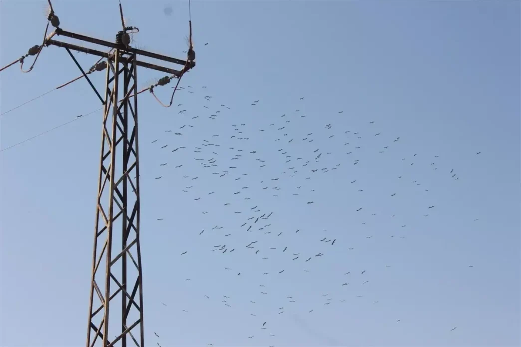 Toroslar EDAStan Gocmen Kuslar icin Enerji Hatlari Koruma Onlemleri