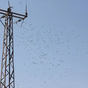 Toroslar EDAStan Gocmen Kuslar icin Enerji Hatlari Koruma Onlemleri