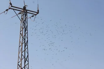 Toroslar EDAStan Gocmen Kuslar icin Enerji Hatlari Koruma Onlemleri