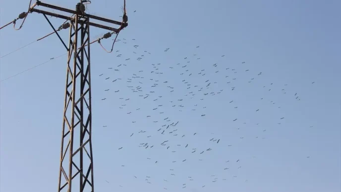 Toroslar EDAStan Gocmen Kuslar icin Enerji Hatlari Koruma Onlemleri