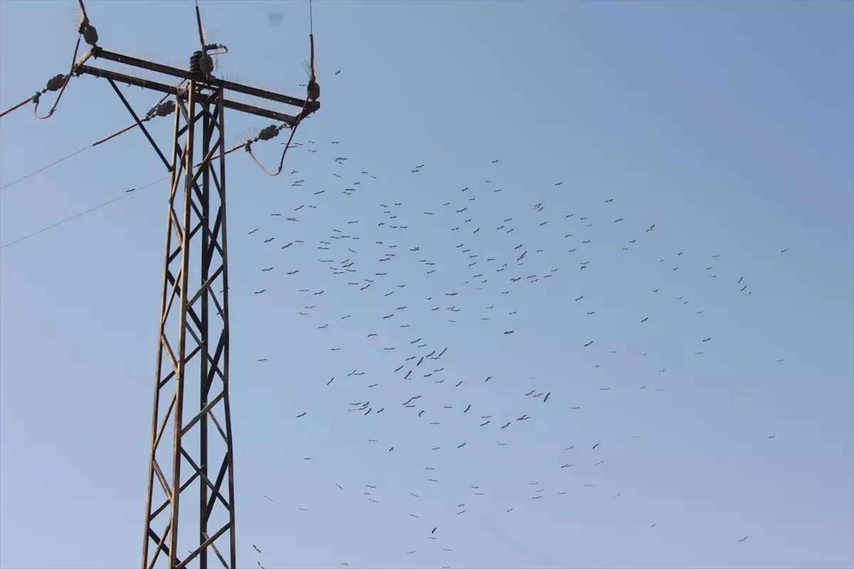 Toroslar EDAStan Gocmen Kuslar icin Enerji Hatlari Koruma Onlemleri