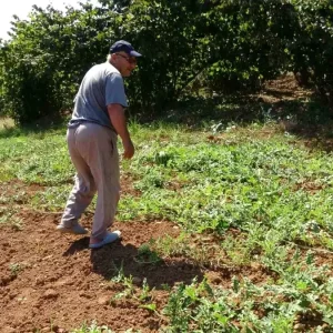 Trabzonda Kuraklik Yalincak Karpuzu Uretimini Tehdit Ediyor