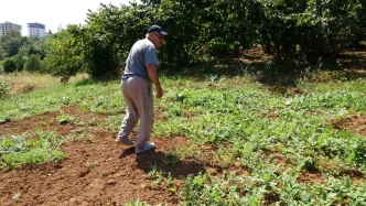 Trabzonda Kuraklik Yalincak Karpuzu Uretimini Tehdit Ediyor