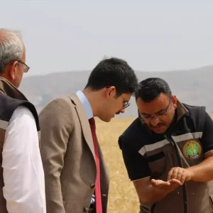 Ulas Tarim Isletmesinde Tritikale Hasadi Devam Ediyor