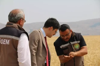 Ulas Tarim Isletmesinde Tritikale Hasadi Devam Ediyor