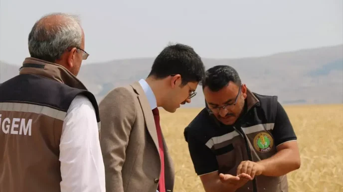 Ulas Tarim Isletmesinde Tritikale Hasadi Devam Ediyor
