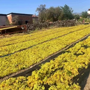 Uzumde fiyat belirsizligi hem ureticiyi hem de calisanlari tedirgin ediyor