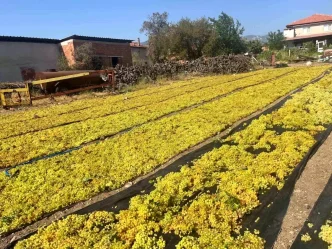 Uzumde fiyat belirsizligi hem ureticiyi hem de calisanlari tedirgin ediyor