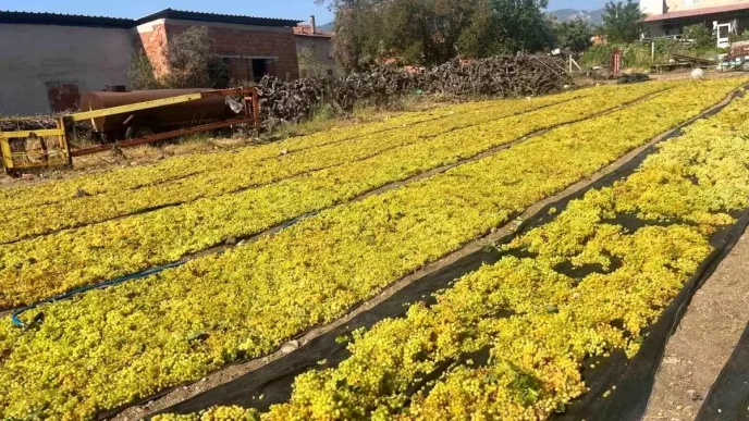 Uzumde fiyat belirsizligi hem ureticiyi hem de calisanlari tedirgin ediyor