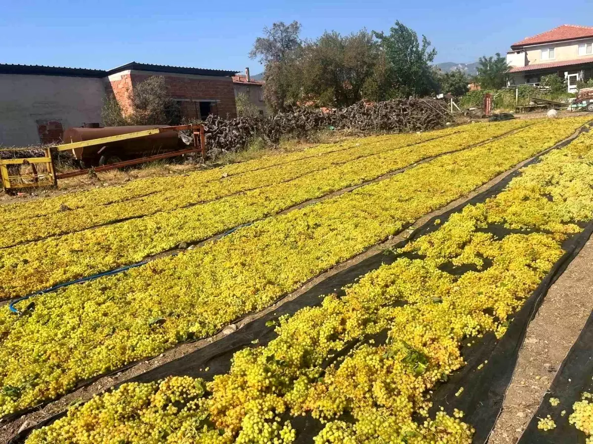 Uzumde fiyat belirsizligi hem ureticiyi hem de calisanlari tedirgin ediyor